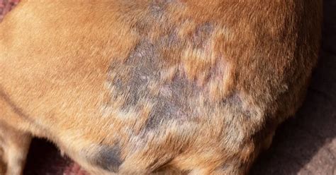 Common Skin Problems in Dogs and How to Treat Them | Pumpkin®