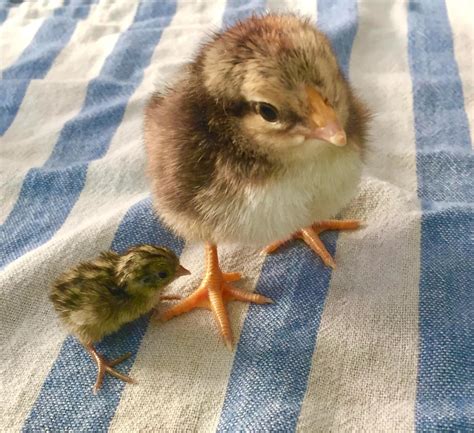 Pet Button Quail at Jennie Wilson blog