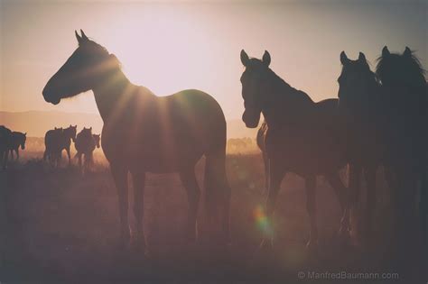 WILD MUSTANGS photographs by Manfred Baumann on Behance