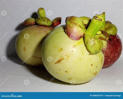 Mangus stock image. Image of dish, yellow, tree, cuisine - 288028145