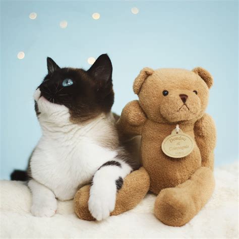 Download Tuxedo Cat And Cute Teddy Bear Wallpaper | Wallpapers.com