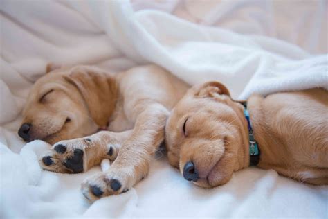 dogs fit   sleep  vaughn gurule blog