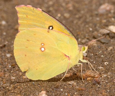 How You Can Help The California Dogface Butterfly To Thrive | Gardening