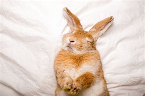 rabbit sleeping positions  meanings  pictures hepper