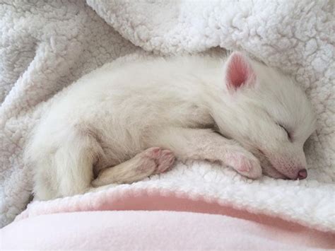 Meet Rylai, a baby domesticated red fox and the sleepiest pet ever ...