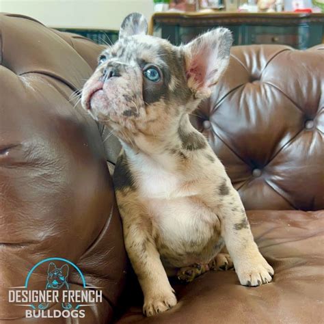 Blue Merle French Bulldog for sale | Blue Merle Frenchie puppies