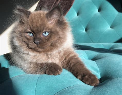 Ragdoll Cat Breeder Maryland and Virginia | Ragdoll cat, Cat breeder