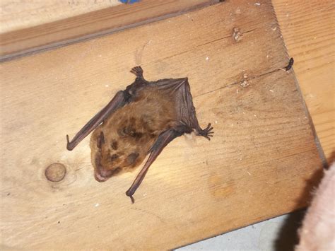 Catch Bats In Attic at Ava Lazarev blog