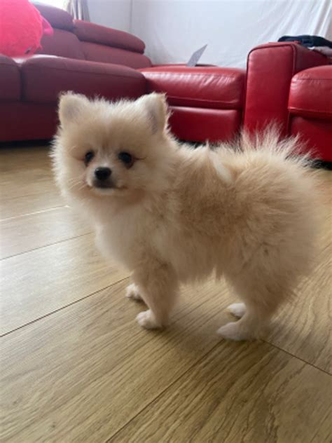 Pomeranian Puppies Available