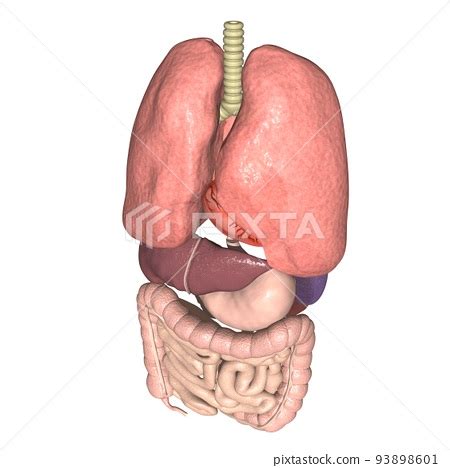 Human body anatomical chart internal organs... - Stock Illustration ...