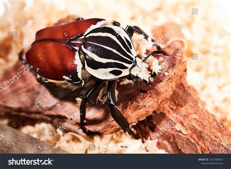 Large Male Goliath Beetles Foto de stock 1251496810 | Shutterstock