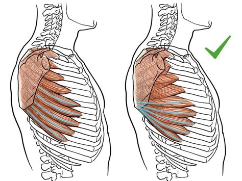 pin  modeling anatomy  artists human anatomy drawing human