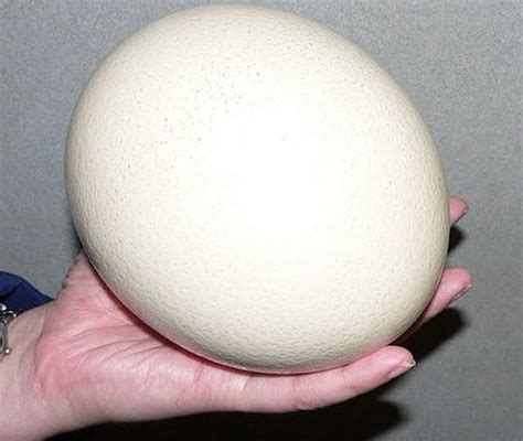 ostrich egg size  ostrich eggs differ  nutrition  chicken