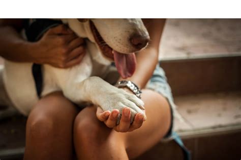 Pet owners are praising the results of the gooddog app