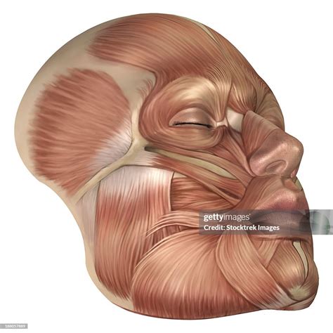 anatomy  human face muscles high res vector graphic getty images