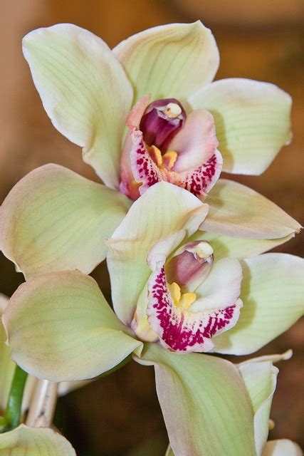 Orchids Light Green Pink - Free photo on Pixabay - Pixabay