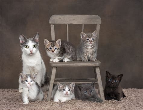 Kittens and More Kittens - Adorable Kitten Photos by Artful Paws ...