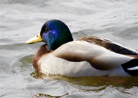 It's All About Purple: The Male Mallard