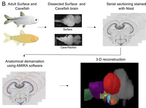 Amira-Avizo Software | Use Case Gallery | Thermo Fisher Scientific