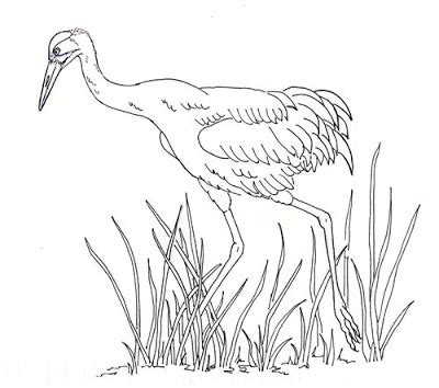 Sandhill Crane Drawing at GetDrawings | Free download