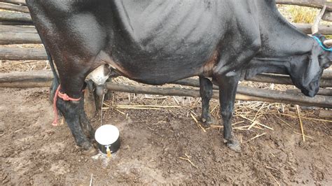 Comendo A Buceta Da Vaca - Como Desentupir Teto De Vaca - RETOEDU