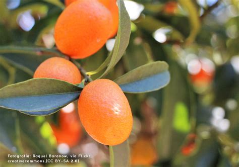 What do we call organic? - Revista Landuum