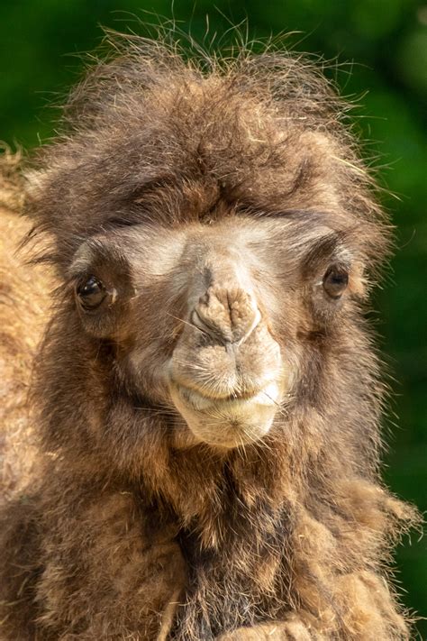baby camel  stock photo public domain pictures