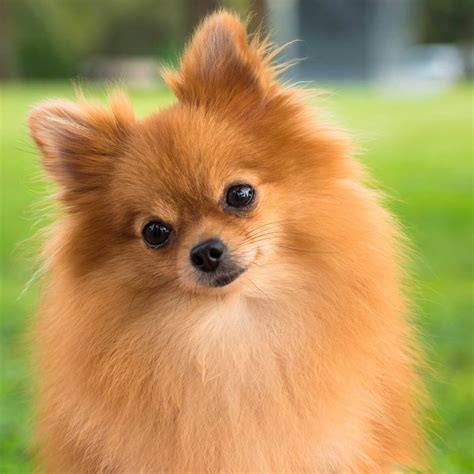 Are Pomeranians Good For Dogs