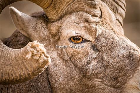 trophy bighorn sheep full face | Tony Bynum Photography - People - Life ...