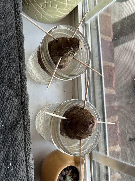 Why are my sweet potatoes not producing slips? : r/vegetablegardening