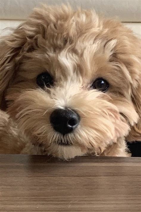 Full Grown Maltipoo Guide (Expected Size & Age Fully Grown) | PupTraveller