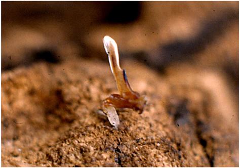 SciELO - Brasil - Scorpions and life-history strategies: from ...