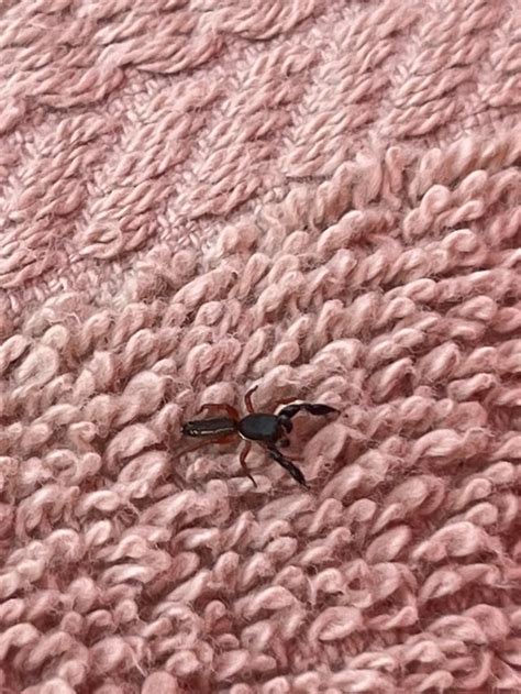 What is this?! I found it on my towel by my pool, looks almost scorpion