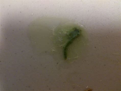 Help please. Cockatiel drinking a lot of water and pooping strange