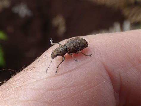 types  weevils  pictures