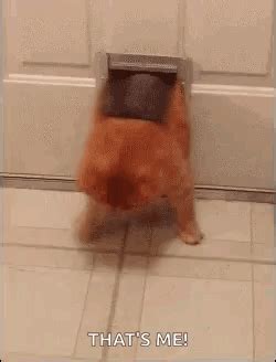 Fat Cat GIF - Fat Cat Stuck - Discover & Share GIFs