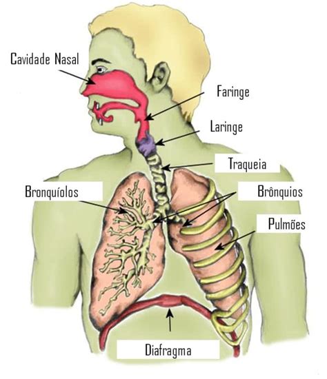 Durante A Respiração Sistêmica No Homem Ocorre - Respiração pulmonar: resumo e exemplos - Toda Matéria