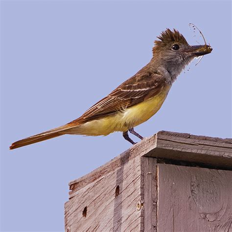 Minnesota's Flycatchers - All Seasons Wild Bird Store