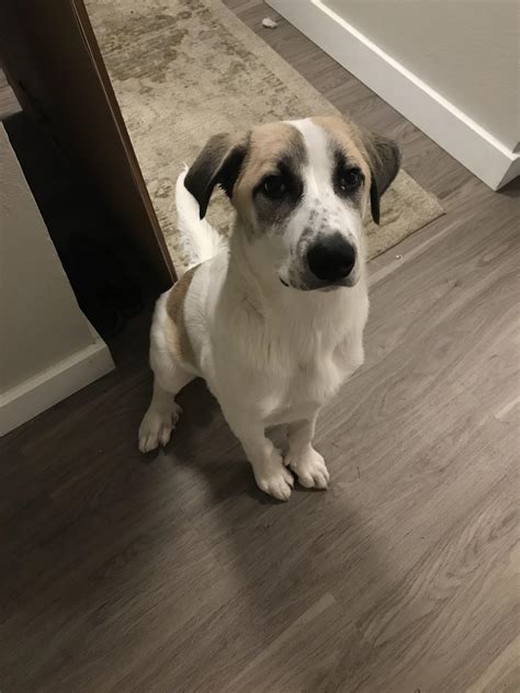 Oliver, our 5 month sold Anatolian/Pyrenees mix! : r/AnatolianShepherdDogs