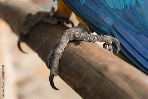 Parrot Feet. Macaw Stock Photo | Adobe Stock