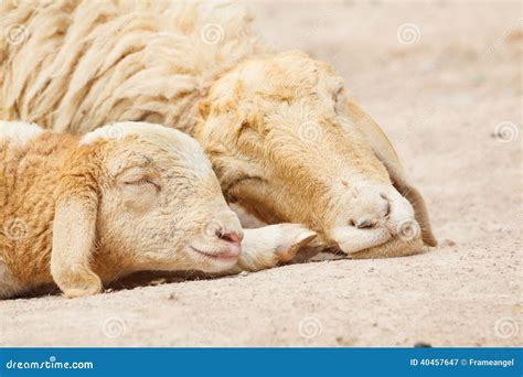 Sheep Sleeping Stock Image | CartoonDealer.com #56854075