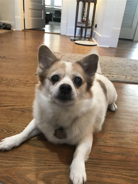 50% Corgi, 50% Chihuahua, 100% Chonk | Scrolller