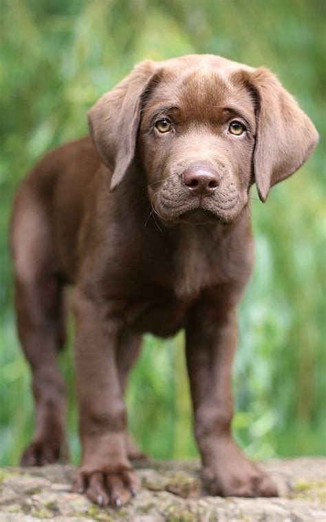 Newborn Chocolate Lab Puppies