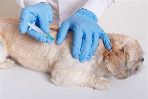 Quais Vacinas O Cachorro Deve Tomar Todo Ano - Vacinas para cachorros: entenda a importância e como imunizar seu pet