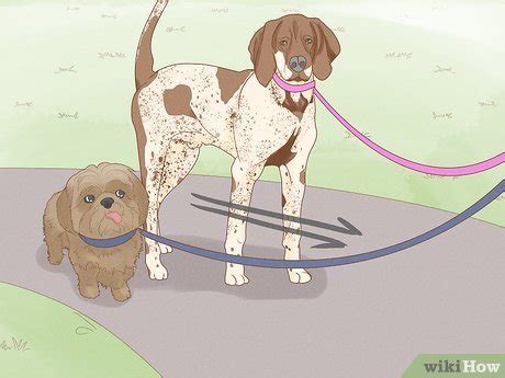 how to prevent dog fights