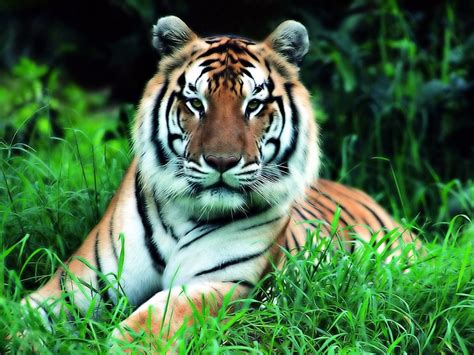 IMÁGENES Y FOTOS DE ANIMALES: Tigre