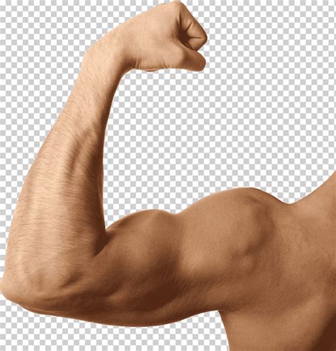 мускул, мускул png | Klipartz