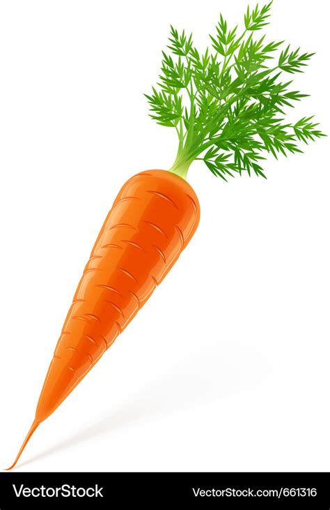 Carrot with top Royalty Free Vector Image - VectorStock