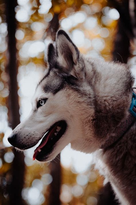 Dog Husky Animal - Free photo on Pixabay