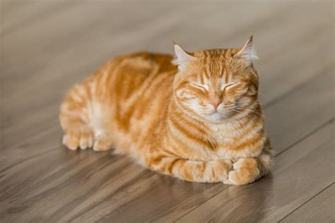 contoh nama kucing jantan islam beserta artinya  unik  lucu